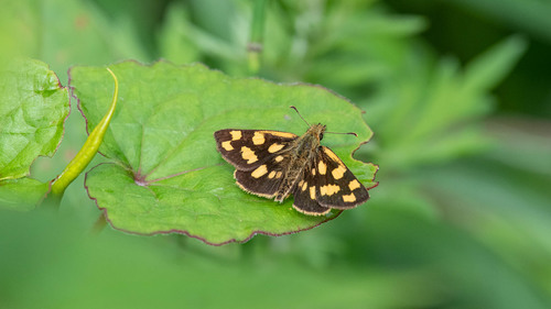 Carterocephalus abax