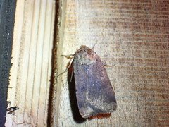 Xestia xanthographa