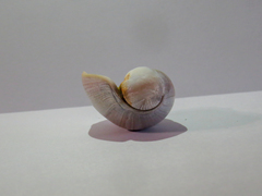 Olivancillaria
