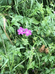 Geranium palustre