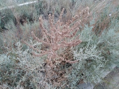 Verbascum songaricum