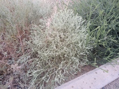 Ceratocarpus arenarius