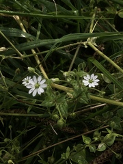 Stellaria aquatica