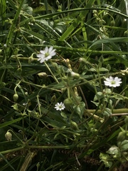 Stellaria aquatica