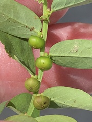 Phyllanthus evanescens