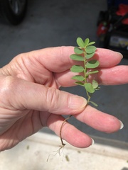 Phyllanthus evanescens