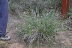 Mesomelaena tetragona