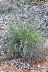 Mesomelaena tetragona