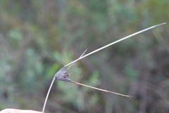 Mesomelaena tetragona