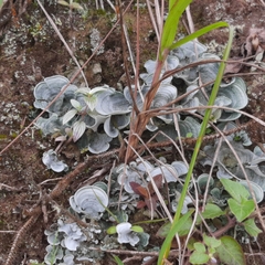 Cora glabrata