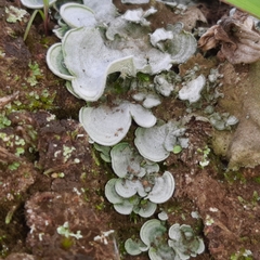 Cora glabrata