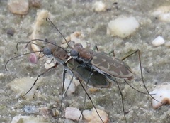 Ellipsoptera