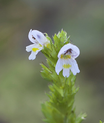 Euphrasia maximowiczii