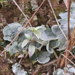 Cora glabrata