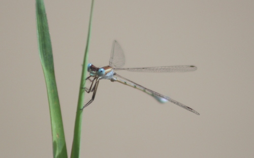 Lestes alacer