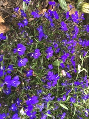 Lobelia erinus