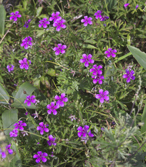 Geranium soboliferum