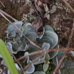 Cora glabrata