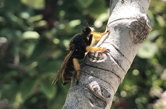 Pogonosoma maroccanum