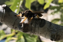 Pogonosoma maroccanum