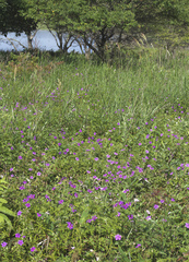 Geranium soboliferum