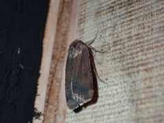 Xestia xanthographa
