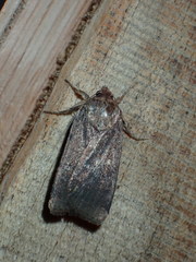 Xestia xanthographa
