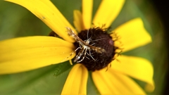 Geina tenuidactylus