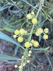 Acacia pycnantha