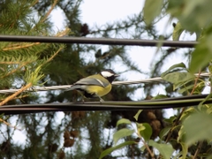 Parus major