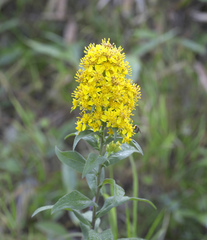 Solidago virgaurea asiatica