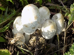 Coprinus comatus