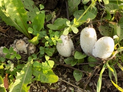 Coprinus comatus
