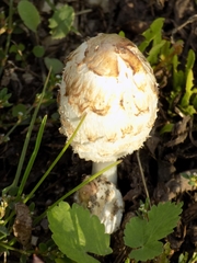 Coprinus comatus