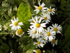 Tripleurospermum inodorum
