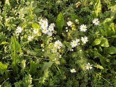 Tripleurospermum inodorum