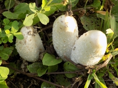 Coprinus comatus