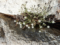 Sabulina nuttallii
