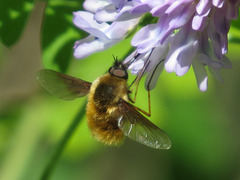 Bombylius mexicanus
