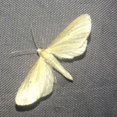 Eupithecia biornata