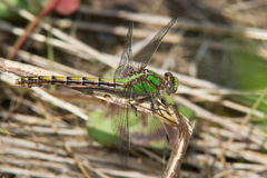 Ophiogomphus smithi