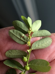 Phyllanthus evanescens