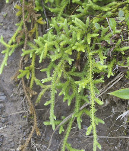 Lycopodium clavatum