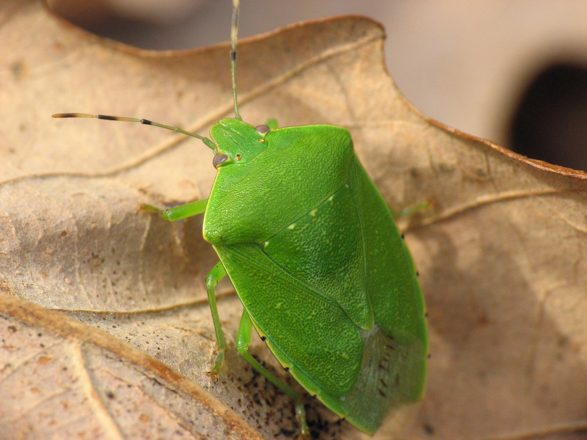 Green Stink Bug (Chinavia hilaris) · iNaturalist