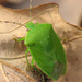 Green Stink Bug - Photo (c) Lisa Brown, some rights reserved (CC BY-NC)
