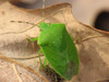 Green Stink Bug - Photo (c) Lisa Brown, some rights reserved (CC BY-NC)