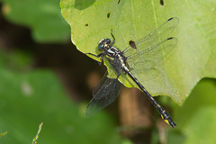 Phanogomphus quadricolor
