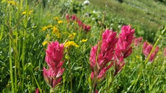 Castilleja parviflora oreopola