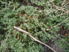 Galium humifusum