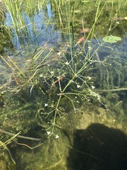 Alisma gramineum